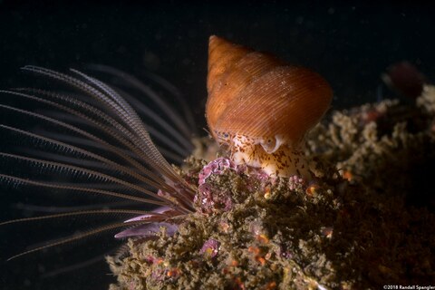 Calliostoma gloriosum (Glorious Top Snail)