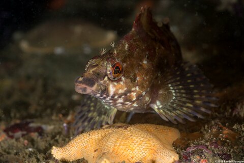 Oxylebius pictus (Painted Greenling)