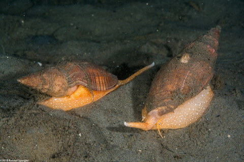 Megasurcula carpenteriana (Carpenter's Turrid)