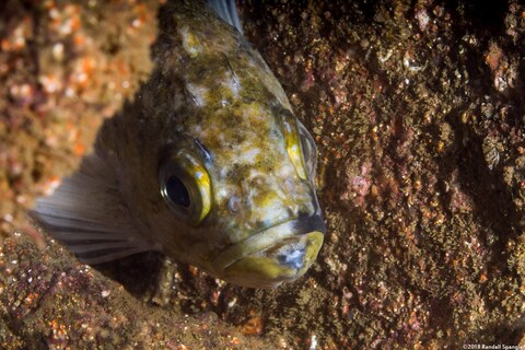 Sebastes atrovirens (Kelp Rockfish)