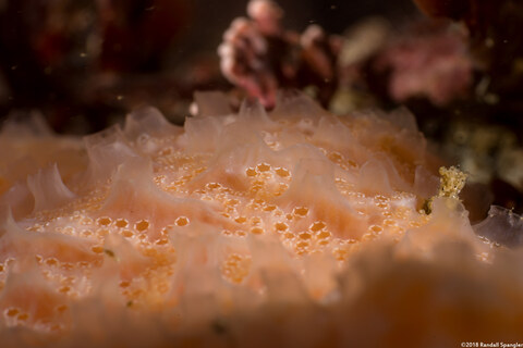 Aplidium solidum (Red Ascidian)