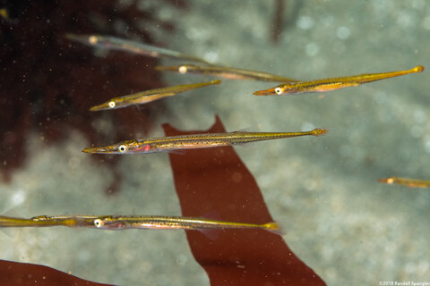 Aulorhynchus flavidus (Tubesnout)