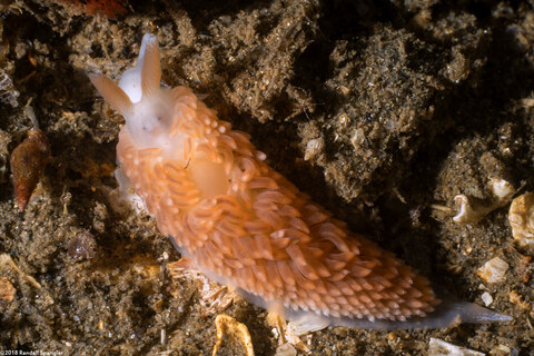 Anteaeolidiella oliviae (Olive's Aeolid)