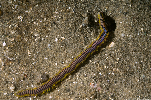 Eumida longicornuta (Paddleworm)