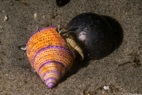 Isocheles pilosus (Moonsnail Hermit Crab)