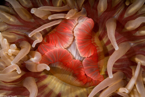 Urticina piscivora (Fish-Eating Urticina); Close up of mouth