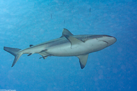 Carcharhinus amblyrhynchos (Gray Reef Shark)