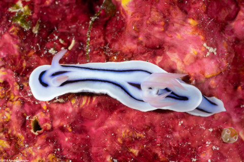 Chromodoris lochi (Loch's Chromodoris)