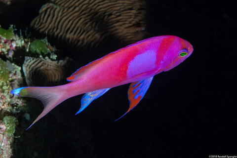 Pseudanthias pleurotaenia (Squarespot Anthias)