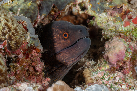Gymnothorax flavimarginatus (Yellowmargin Moray)