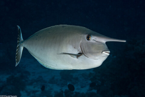 Naso annulatus (Whitemargin Unicornfish)