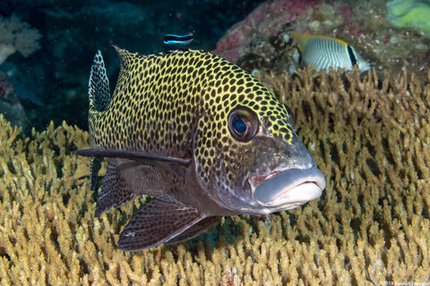 Plectorhinchus chaetodonoides (Many-Spotted Sweetlips)