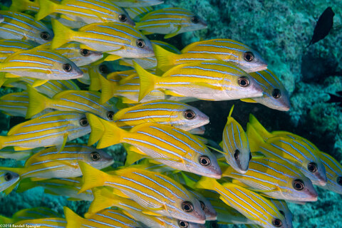 Lutjanus kasmira (Bluestripe Snapper)