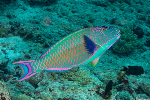 Cetoscarus ocellatus (Spotted Parrotfish)