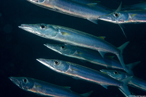 Sphyraena forsteri (Bigeye Barracuda)