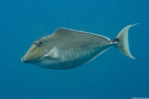Naso brachycentron (Humpback Unicornfish)