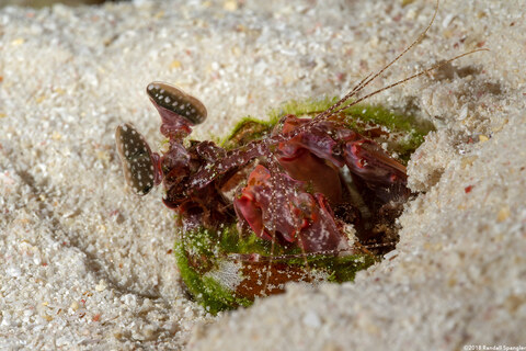 Lysiosquilla lisa (Lisa's Mantis Shrimp)