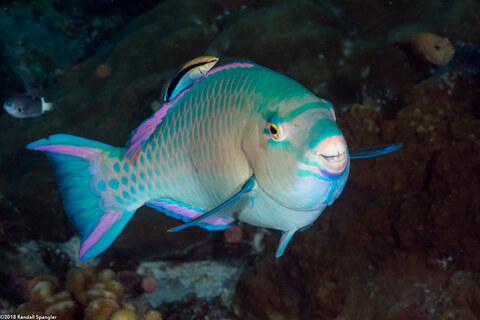 Scarus ghobban (Bluebarred Parrotfish)
