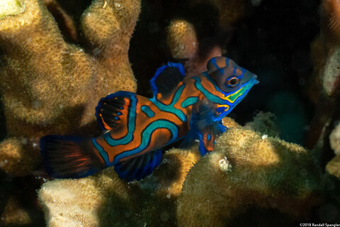 Synchiropus splendidus (Mandarinfish)
