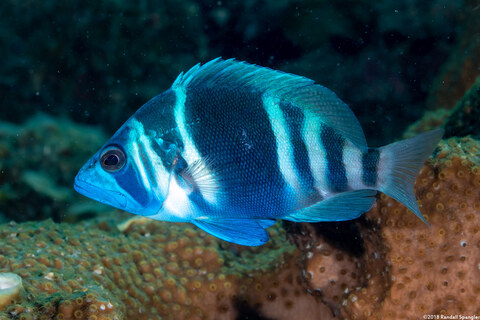 Hypoplectrus indigo (Indigo Hamlet)