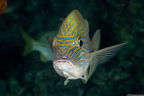 Haemulon sciurus (Bluestriped Grunt)