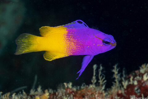 Gramma loreto (Fairy Basslet)