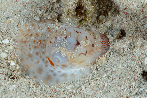 Naticarius canrena (Colorful Moon Snail)