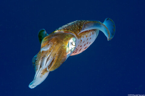 Sepioteuthis sepioidea (Caribbean Reef Squid)