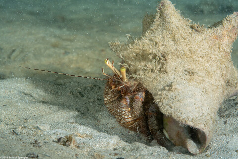 Petrochirus diogenes (Giant Hermit Crab)