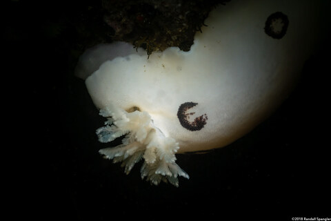 Diaulula sandiegensis (San Diego Dorid); Close up of branchial plume