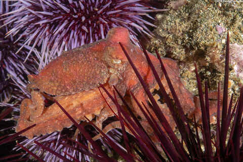 Octopus rubescens (Red Octopus)