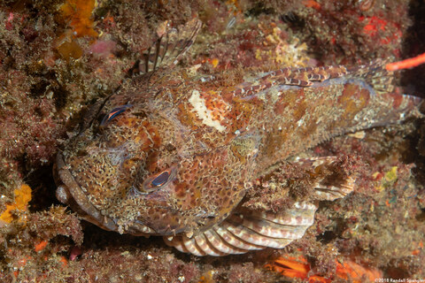Scorpaena guttata (California Scorpionfish)