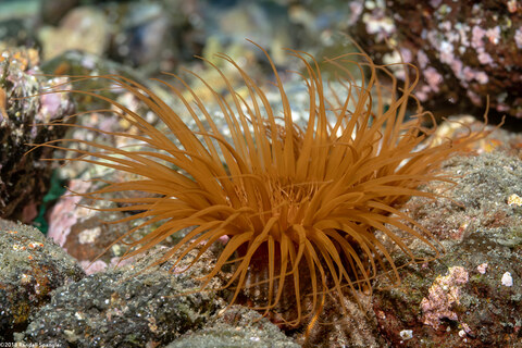 Pachycerianthus fimbriatus (Tube-Dwelling Anemone)