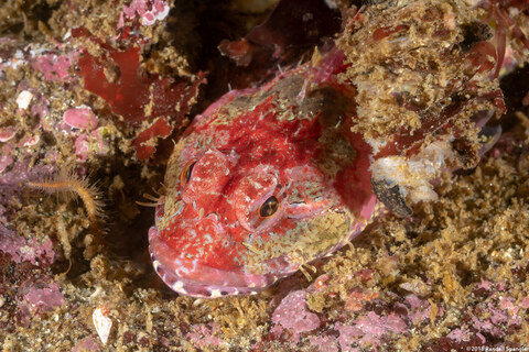 Artedius corallinus (Coralline Sculpin)