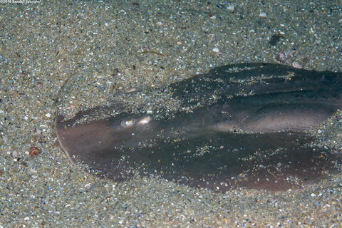 Platyrhinoidis triseriata (Thornback)