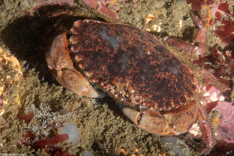 Romaleon antennarium (Pacific Rock Crab)