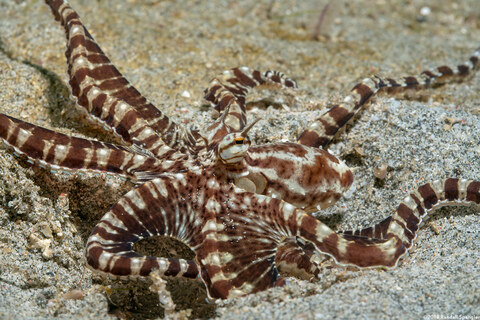 Thaumoctopus mimicus (Mimic Octopus)