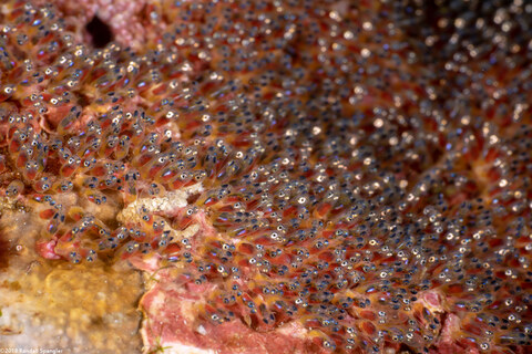 Amphiprion clarkii (Clark's Anemonefish)