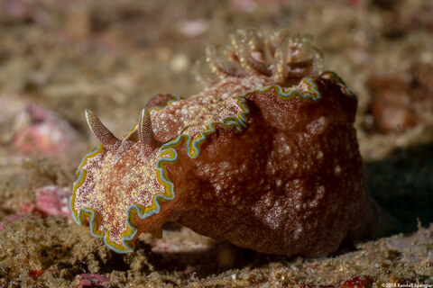 Glossodoris cincta (Girdled Glossodoris)