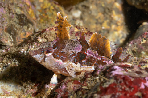 Gibbonsia metzi (Striped Kelpfish)
