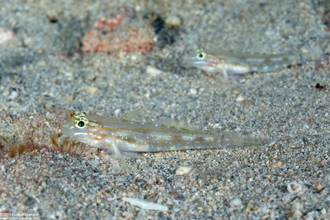 Coryphopterus venezuelae (Sand-Canyon Goby)