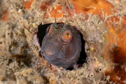 Parablennius marmoreus (Seaweed Blenny)