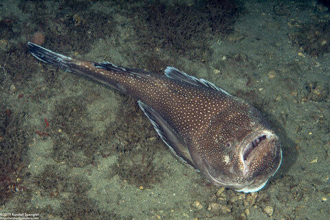Astroscopus guttatus (Northern Stargazer)