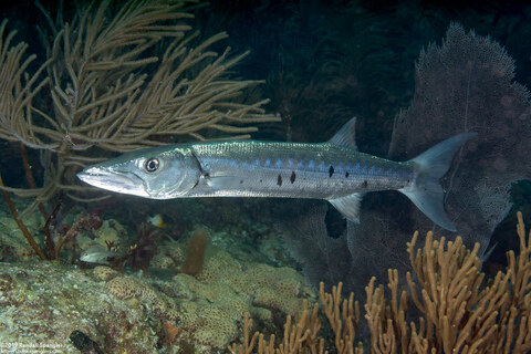 Sphyraena barracuda (Great Barracuda)