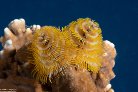 Spirobranchus giganteus (Christmas Tree Worm)