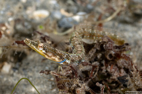 Chaenopsis ocellata (Bluethroat Pikeblenny)
