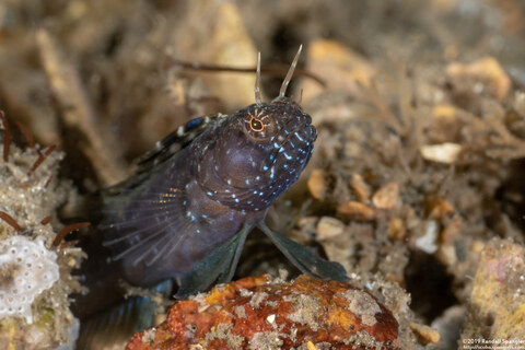Emblemaria pandionis (Sailfin Blenny)