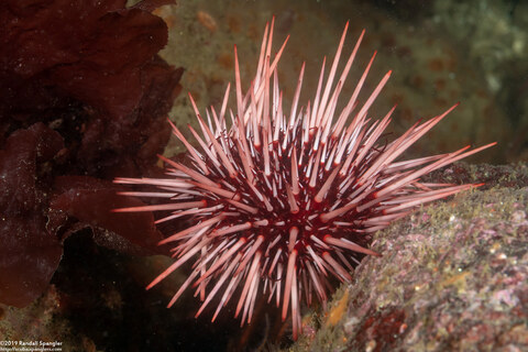 Mesocentrotus franciscanus (Red Sea Urchin)