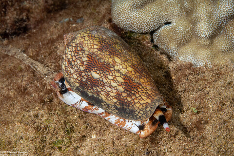 Conus textile (Textile Cone)