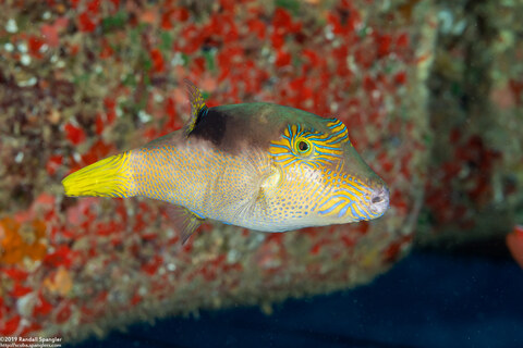 Canthigaster epilampra (Lantern Toby)